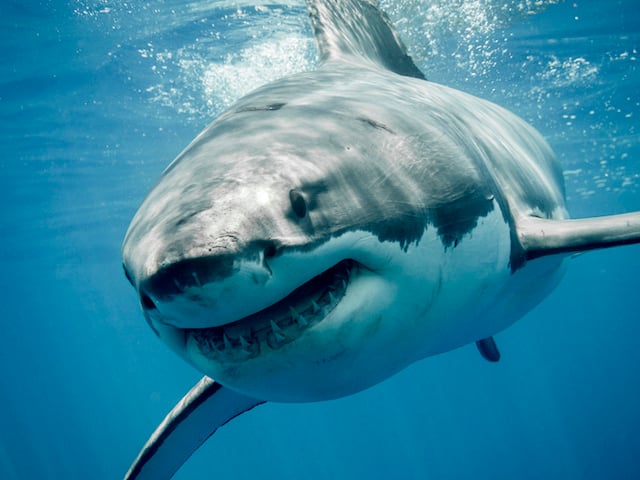 Un grand requin blanc 