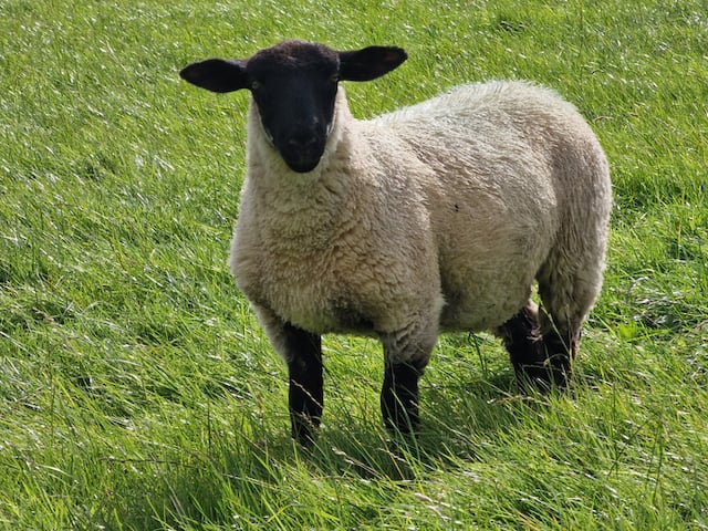 Une brebis de race Suffolk