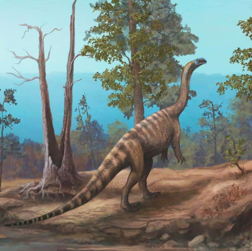 Le Musango matusadonaensis