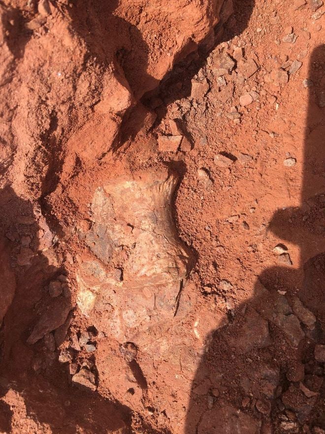 D&eacute;couverte du Musango matusadonaensis