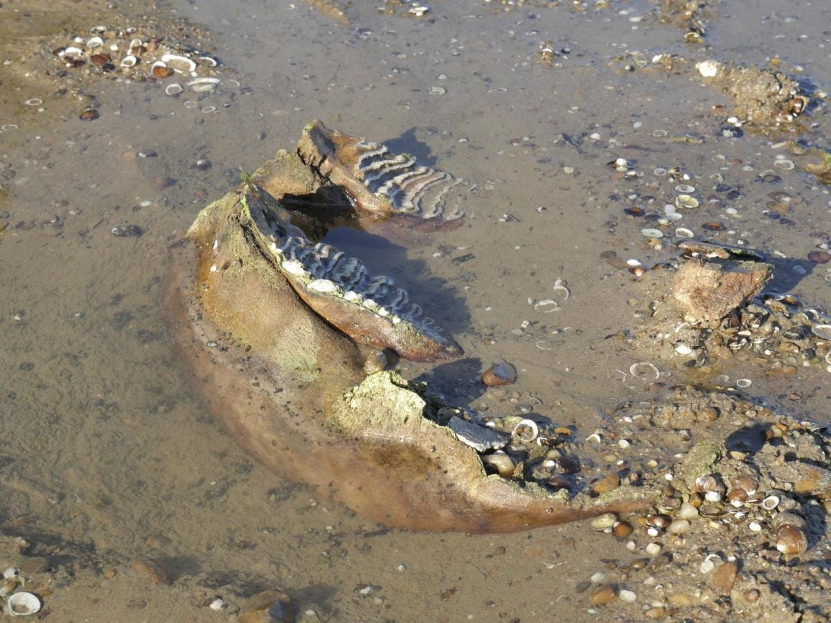 Des ossements de mammouth dans le lit du Danube
