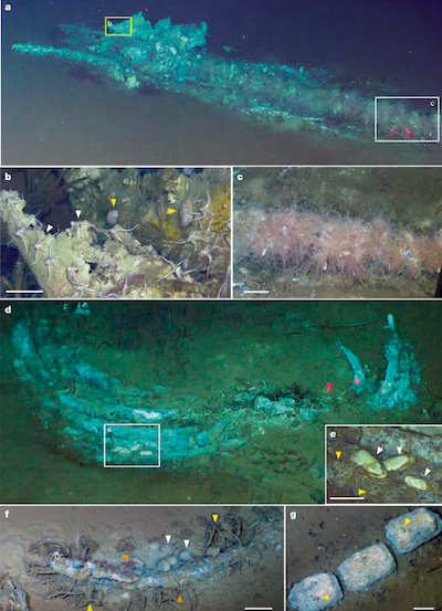 Un cimeti&egrave;re de baleines dans l'Oc&eacute;an Indien