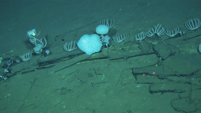 Un cimeti&egrave;re de baleines dans l'Oc&eacute;an Indien
