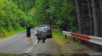 Un ours mord la jambe d'un homme