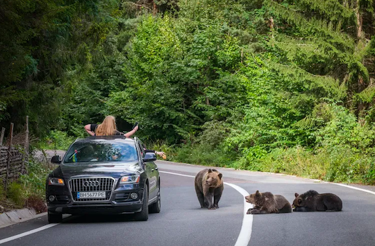 Un ours mord la jambe d'un homme
