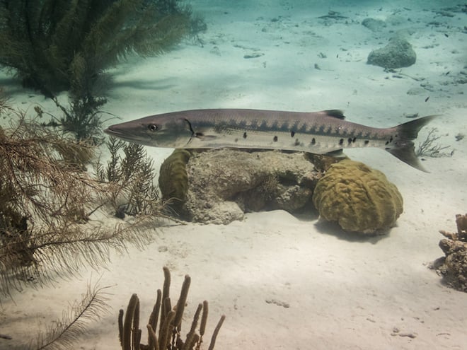 Un barracuda