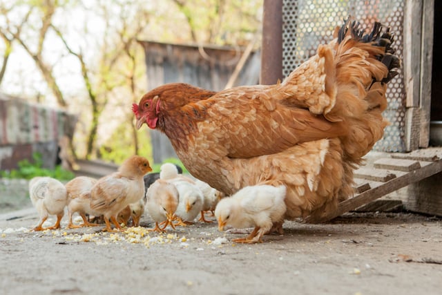 Un coq et ses poussins