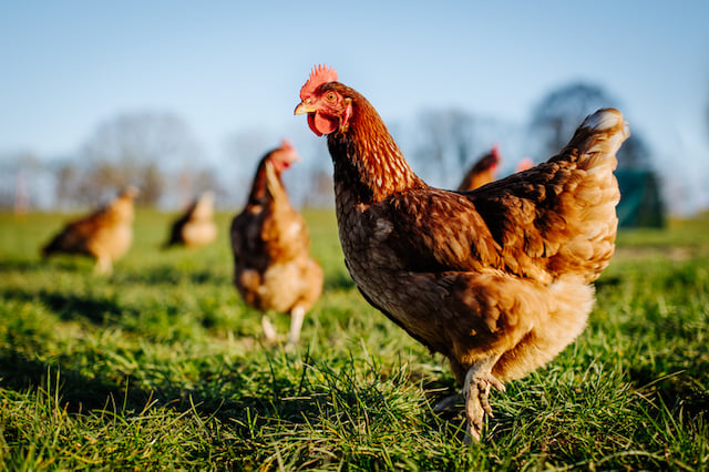 Un coq dans une prairie