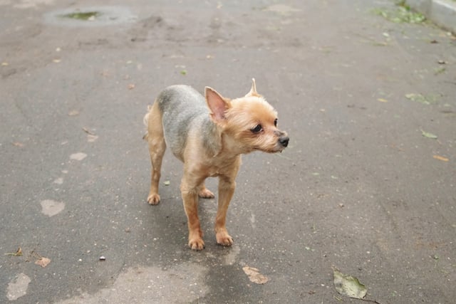 Un chien Yorkshire sur la route