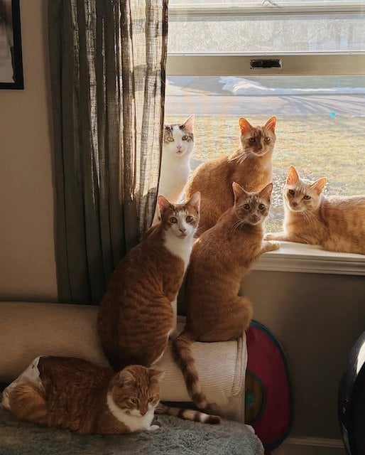 Une partie des chats de Sarah Carolyn