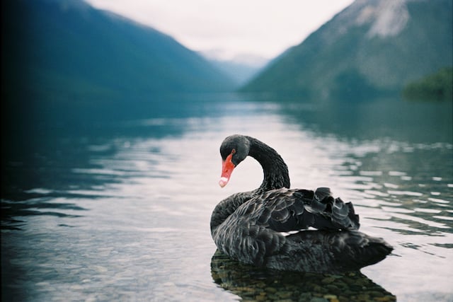 Un cygne noir