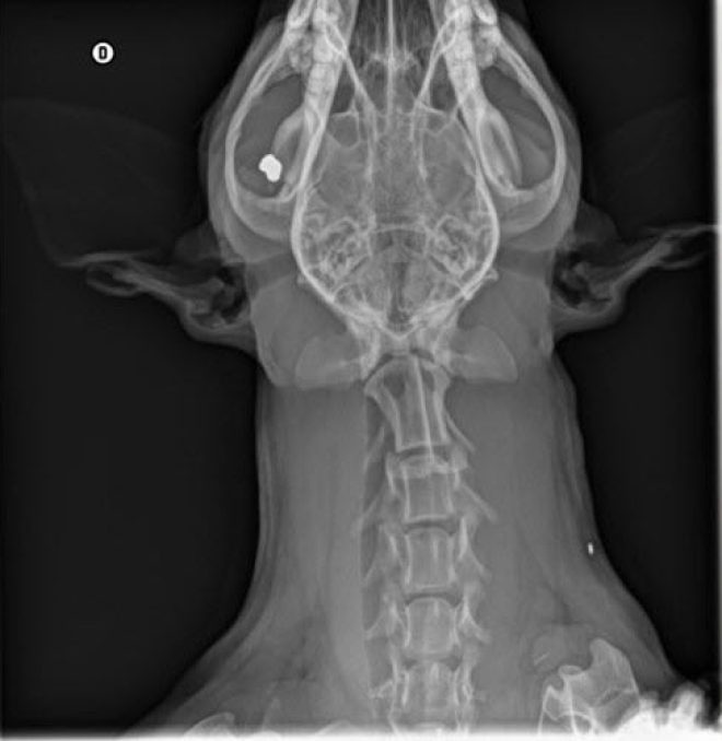 La radiographie pass&eacute;e par le chien