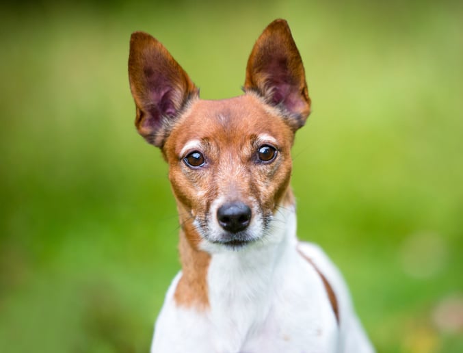 Un Jack Russel