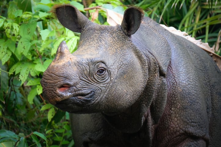 Le rhinoc&eacute;ros de Java
