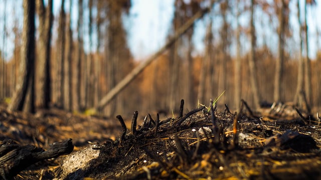 Une for&ecirc;t en Gironde apr&egrave;s la passage d'un incendie