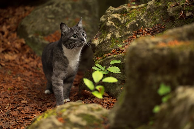 Un chat marchant dans la for&ecirc;t
