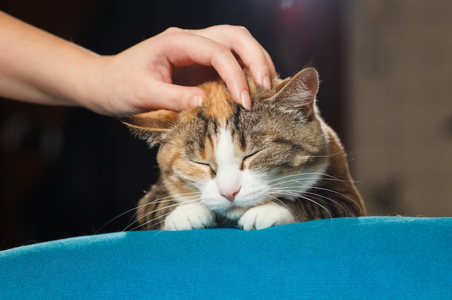 Une femme caresse un chat