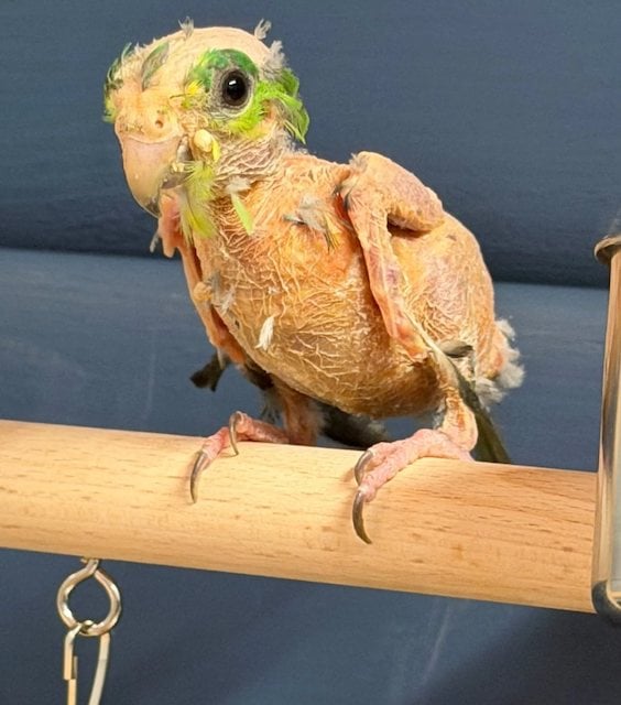 Steve, le perroquet d&eacute;plum&eacute; 