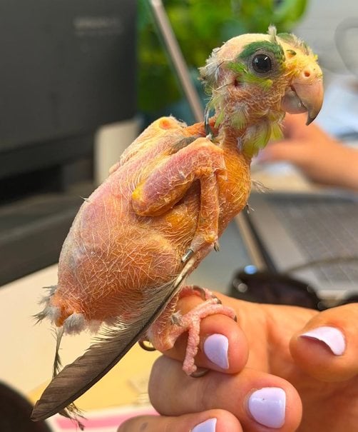 Steve, le perroquet d&eacute;plum&eacute; 