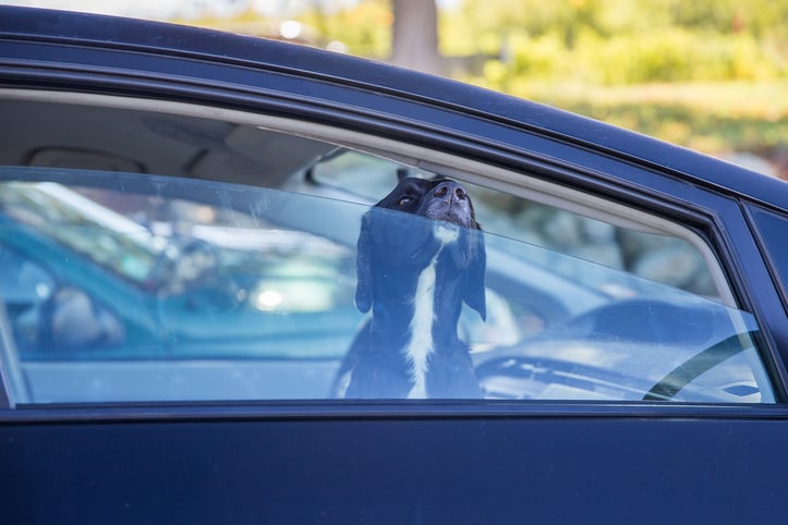 Un chien enferm&eacute; dans une voiture