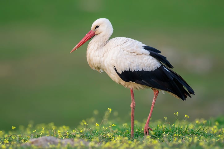 Une cigogne