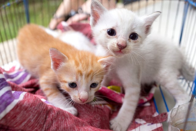 Des chatons enferm&eacute;s dans une cage