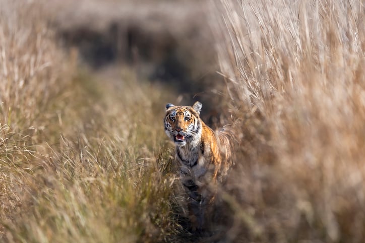 Un tigre dans un champ en Inde 