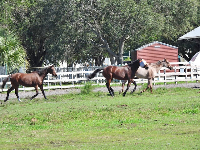 Trois chevaux dans un pr&eacute;
