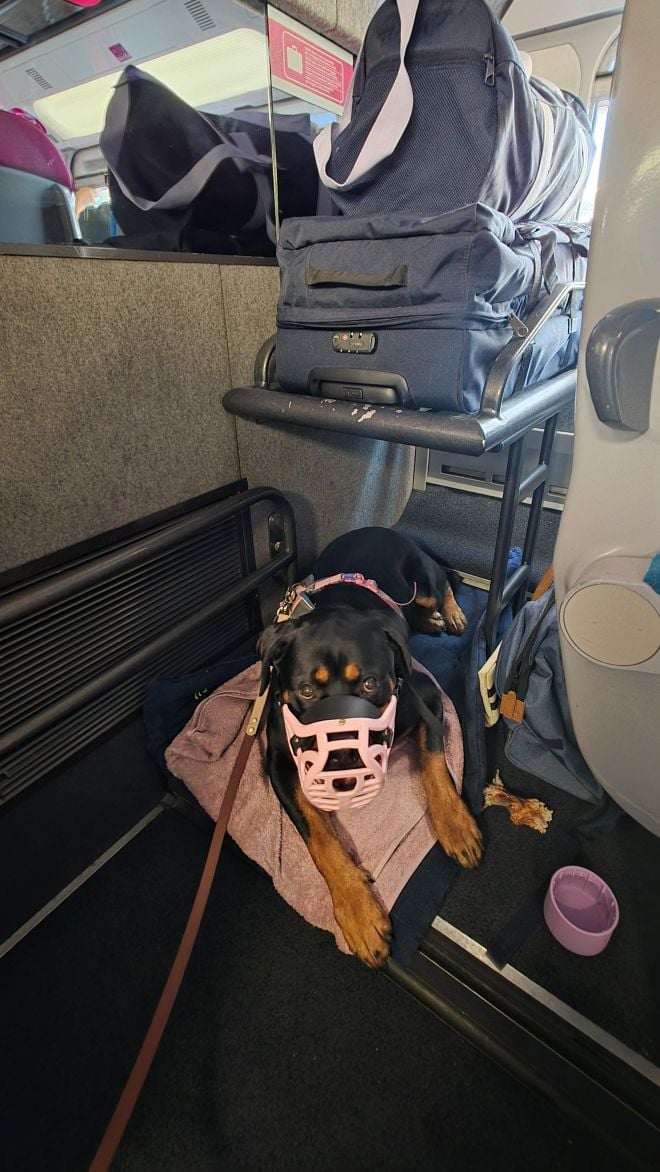 La chienne dans le train