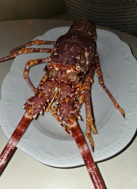La langouste