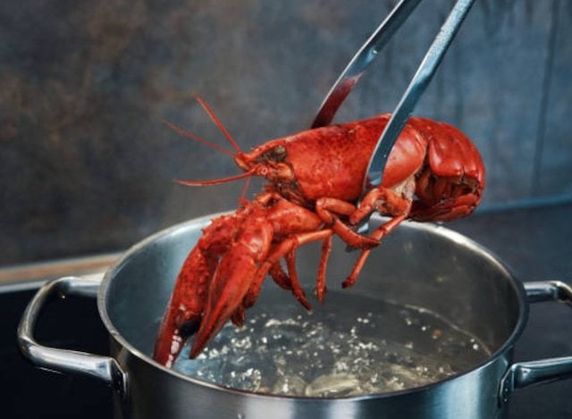 Un homard s'appr&ecirc;tant &agrave; &ecirc;tre cuit vivant