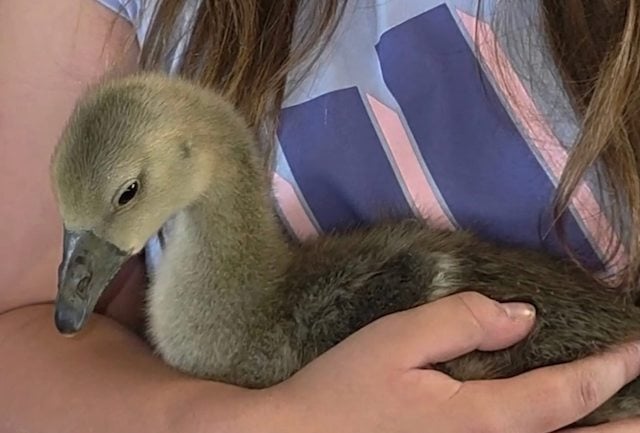 L'oie Goosey