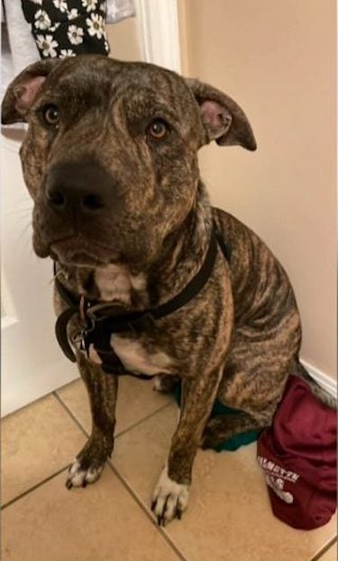 Brownie, le pitbull tu&eacute; par un alligator
