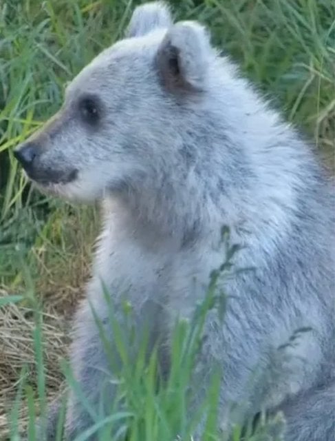 L'ours argent&eacute; observ&eacute; dans un parc national en Alaska 