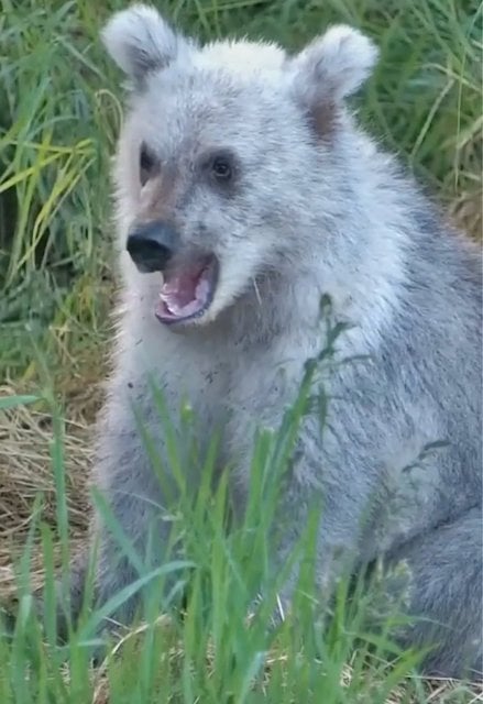 L'ours argent&eacute; observ&eacute; dans un parc national en Alaska 