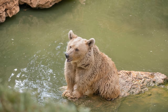 Un ours blond