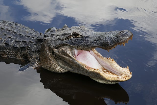 Un alligator la gueule ouverte dans les eaux de Floride