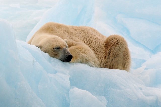 Ours blanc dormant sur un iceberg au Svalbard
