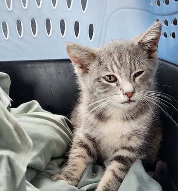 Le chaton baptis&eacute; Jersey