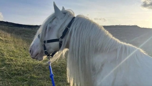 Le cheval Polo retrouv&eacute; la semaine derni&egrave;re