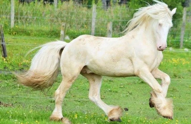 Le cheval Polo retrouv&eacute; la semaine derni&egrave;re