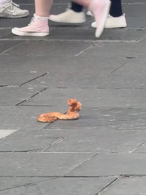 Le serpent aper&ccedil;u dans les rues de Glasgow 