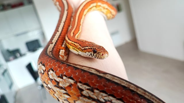 Un serpent des bl&eacute;s 
