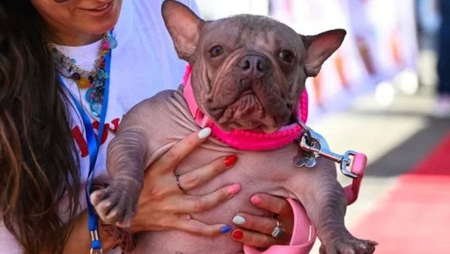 Petunia, un bouledogue fran&ccedil;ais qui avait &eacute;t&eacute; sacr&eacute; en 2025
