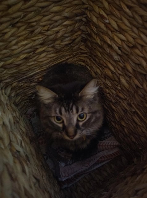 Sushi, le chat de la propri&eacute;taire de la maison