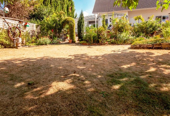 La pelouse s&egrave;che dans un jardin
