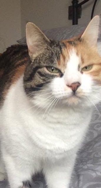 La chatte Charlie en 2016