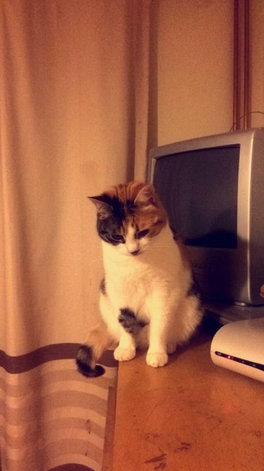 La chatte Charlie en 2016