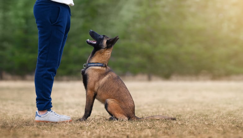 Un Malinois
