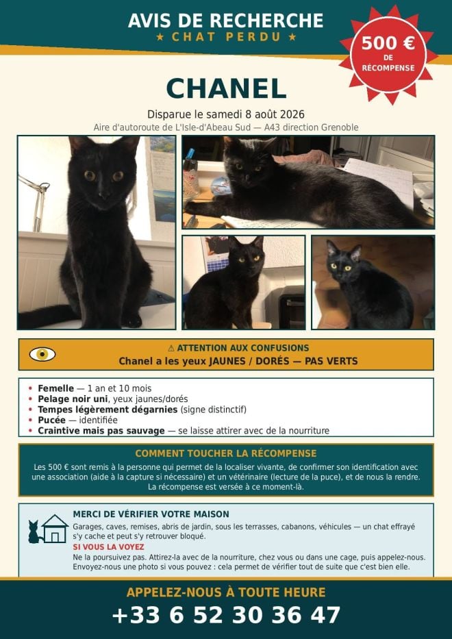 L'annonce du chat perdu